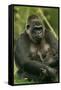 Gorilla Cuddles Baby-null-Framed Stretched Canvas