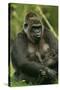 Gorilla Cuddles Baby-null-Stretched Canvas