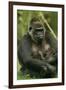 Gorilla Cuddles Baby-null-Framed Photographic Print