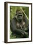 Gorilla Cuddles Baby-null-Framed Photographic Print