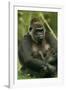 Gorilla Cuddles Baby-null-Framed Photographic Print