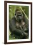 Gorilla Cuddles Baby-null-Framed Photographic Print