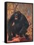 Gorilla, Cuthbert Swan-Cuthbert Swan-Framed Stretched Canvas