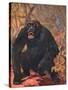 Gorilla, Cuthbert Swan-Cuthbert Swan-Stretched Canvas