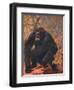 Gorilla, Cuthbert Swan-Cuthbert Swan-Framed Art Print