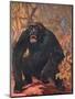 Gorilla, Cuthbert Swan-Cuthbert Swan-Mounted Art Print