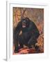 Gorilla, Cuthbert Swan-Cuthbert Swan-Framed Art Print