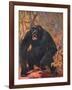 Gorilla, Cuthbert Swan-Cuthbert Swan-Framed Art Print