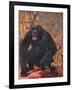 Gorilla, Cuthbert Swan-Cuthbert Swan-Framed Art Print