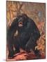 Gorilla, Cuthbert Swan-Cuthbert Swan-Mounted Art Print