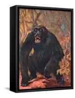 Gorilla, Cuthbert Swan-Cuthbert Swan-Framed Stretched Canvas
