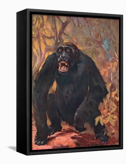 Gorilla, Cuthbert Swan-Cuthbert Swan-Framed Stretched Canvas