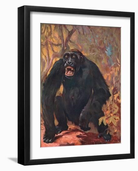 Gorilla, Cuthbert Swan-Cuthbert Swan-Framed Art Print