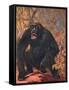 Gorilla, Cuthbert Swan-Cuthbert Swan-Framed Stretched Canvas