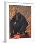 Gorilla, Cuthbert Swan-Cuthbert Swan-Framed Art Print