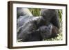 Gorilla Hz 17 2-Robert Michaud-Framed Giclee Print