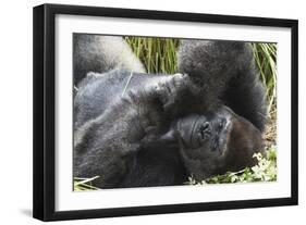 Gorilla Hz 17 2-Robert Michaud-Framed Giclee Print