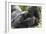 Gorilla Hz 17 2-Robert Michaud-Framed Giclee Print