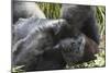 Gorilla Hz 17 2-Robert Michaud-Mounted Giclee Print