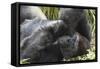 Gorilla Hz 17 2-Robert Michaud-Framed Stretched Canvas