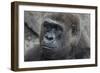 Gorilla Hz 17 3-Robert Michaud-Framed Giclee Print