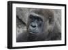 Gorilla Hz 17 3-Robert Michaud-Framed Giclee Print