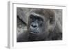 Gorilla Hz 17 3-Robert Michaud-Framed Giclee Print
