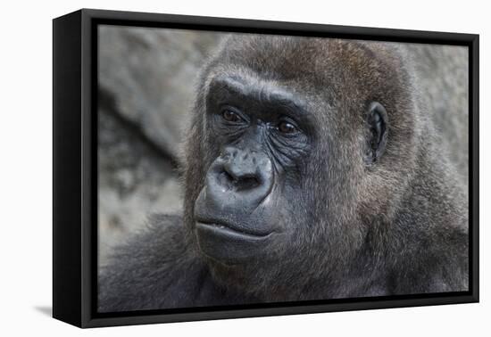 Gorilla Hz 17 3-Robert Michaud-Framed Stretched Canvas