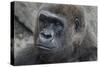 Gorilla Hz 17 3-Robert Michaud-Stretched Canvas