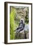 Gorilla Hz 17 4-Robert Michaud-Framed Giclee Print