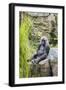 Gorilla Hz 17 4-Robert Michaud-Framed Giclee Print