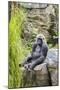 Gorilla Hz 17 4-Robert Michaud-Mounted Giclee Print