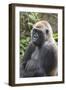 Gorilla Hz 17 5-Robert Michaud-Framed Giclee Print