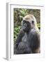 Gorilla Hz 17 5-Robert Michaud-Framed Giclee Print