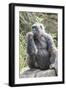 Gorilla Hz 17 6-Robert Michaud-Framed Giclee Print