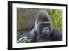Gorilla Hz 17 7-Robert Michaud-Framed Giclee Print