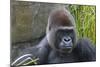 Gorilla Hz 17 7-Robert Michaud-Mounted Giclee Print