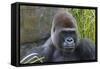 Gorilla Hz 17 7-Robert Michaud-Framed Stretched Canvas