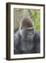 Gorilla Hz 17 9-Robert Michaud-Framed Giclee Print