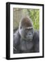 Gorilla Hz 17 9-Robert Michaud-Framed Giclee Print