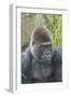 Gorilla Hz 17 9-Robert Michaud-Framed Giclee Print