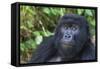 Gorilla in the forest, Parc National des Volcans, Rwanda-Keren Su-Framed Stretched Canvas