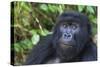 Gorilla in the forest, Parc National des Volcans, Rwanda-Keren Su-Stretched Canvas