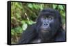 Gorilla in the forest, Parc National des Volcans, Rwanda-Keren Su-Framed Stretched Canvas