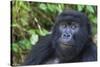 Gorilla in the forest, Parc National des Volcans, Rwanda-Keren Su-Stretched Canvas