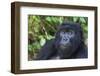 Gorilla in the forest, Parc National des Volcans, Rwanda-Keren Su-Framed Photographic Print