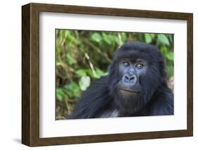 Gorilla in the forest, Parc National des Volcans, Rwanda-Keren Su-Framed Photographic Print