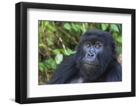 Gorilla in the forest, Parc National des Volcans, Rwanda-Keren Su-Framed Photographic Print