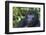 Gorilla in the forest, Parc National des Volcans, Rwanda-Keren Su-Framed Photographic Print