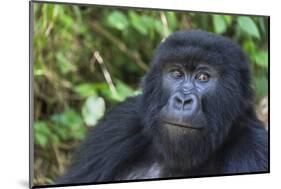 Gorilla in the forest, Parc National des Volcans, Rwanda-Keren Su-Mounted Photographic Print